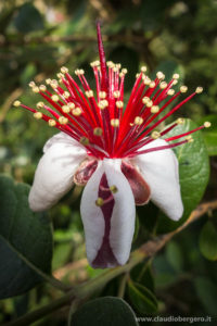 Acca Sellowiana
