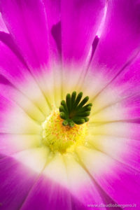 Echinocereus pentalophus